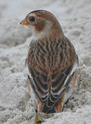 Snow Bunting