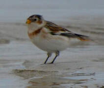 Snow Bunting