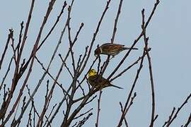 Common Reed Bunting