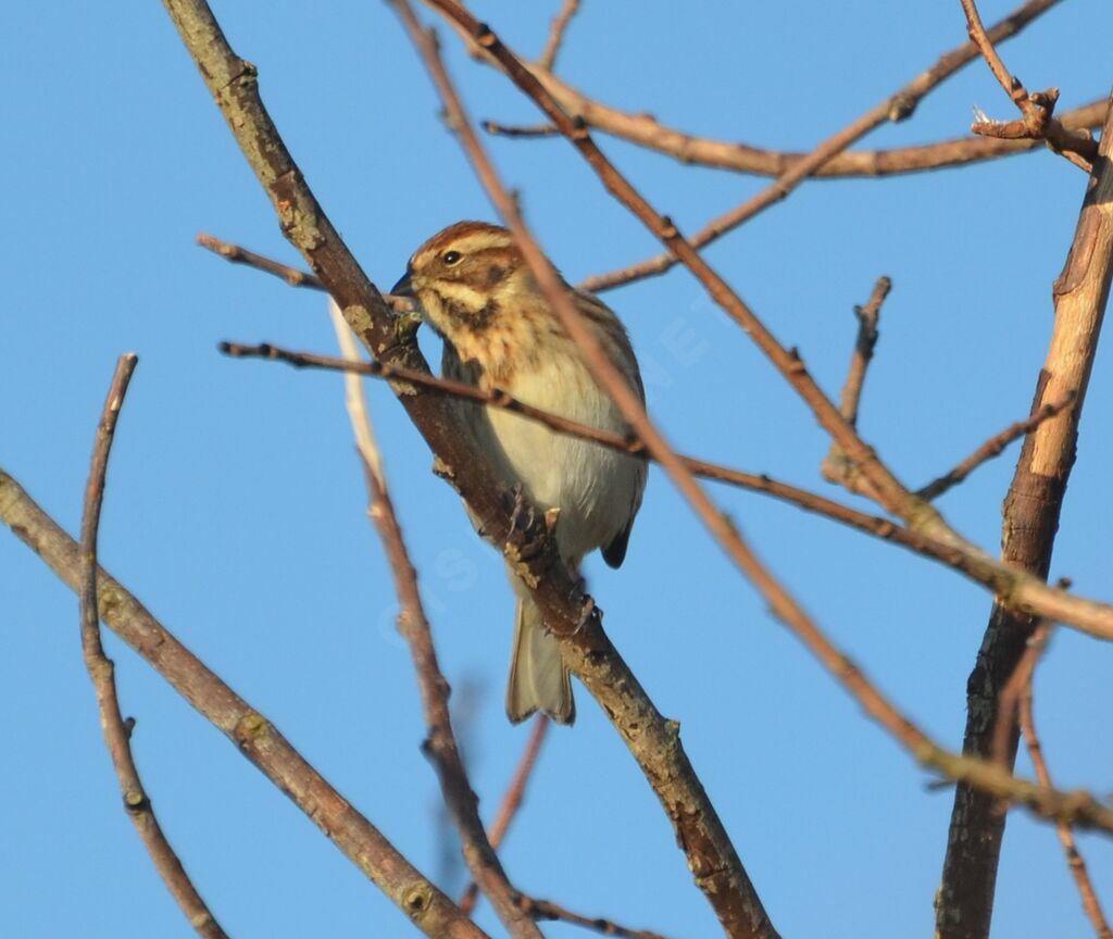 Common Reed Bunting