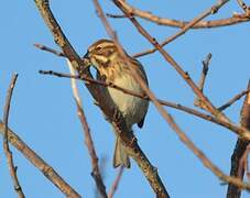 Common Reed Bunting