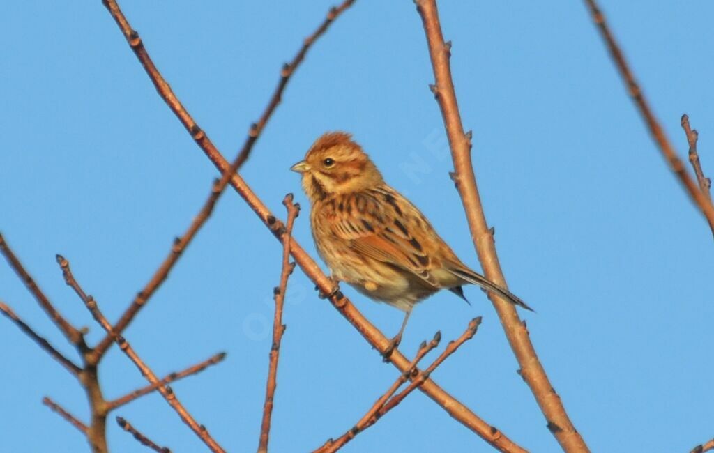 Common Reed Bunting