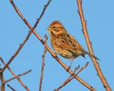 Common Reed Bunting