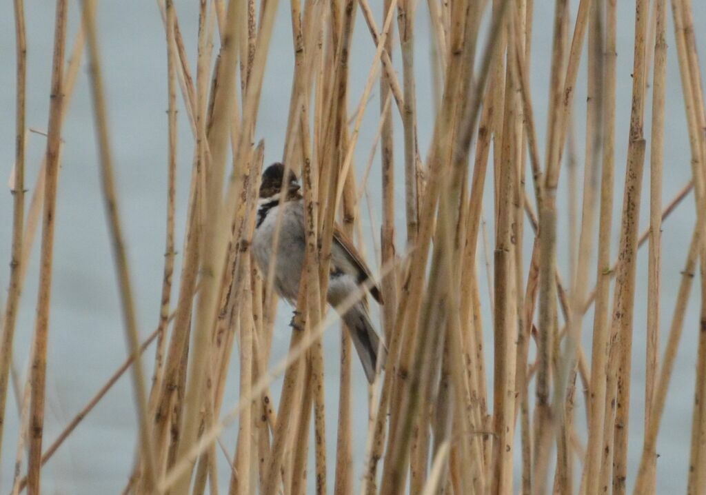 Common Reed Bunting male adult