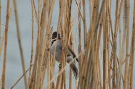 Bruant des roseaux