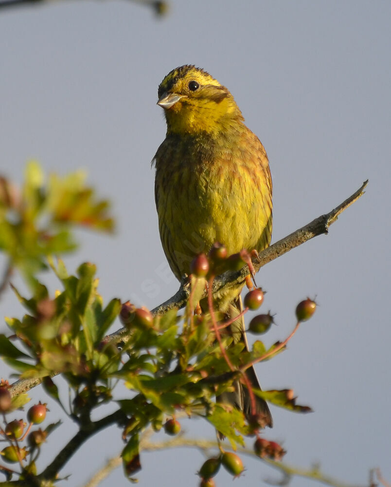 Yellowhammeradult