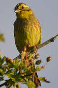 Yellowhammer