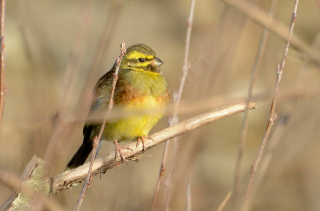 Cirl Bunting male adult, identification