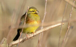 Cirl Bunting