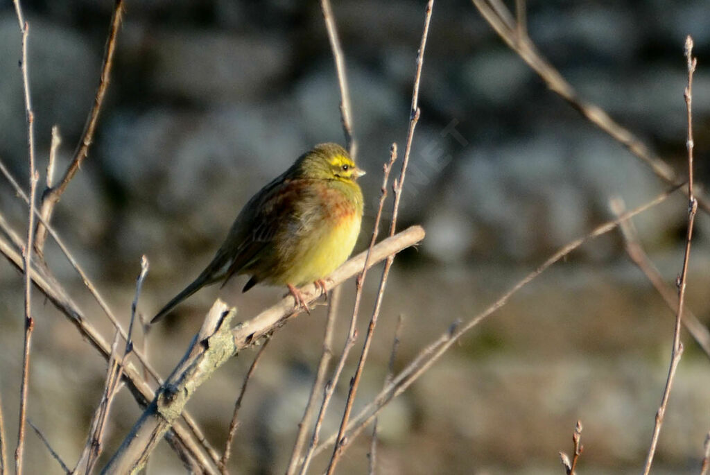 Cirl Bunting male adult post breeding