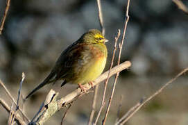 Cirl Bunting