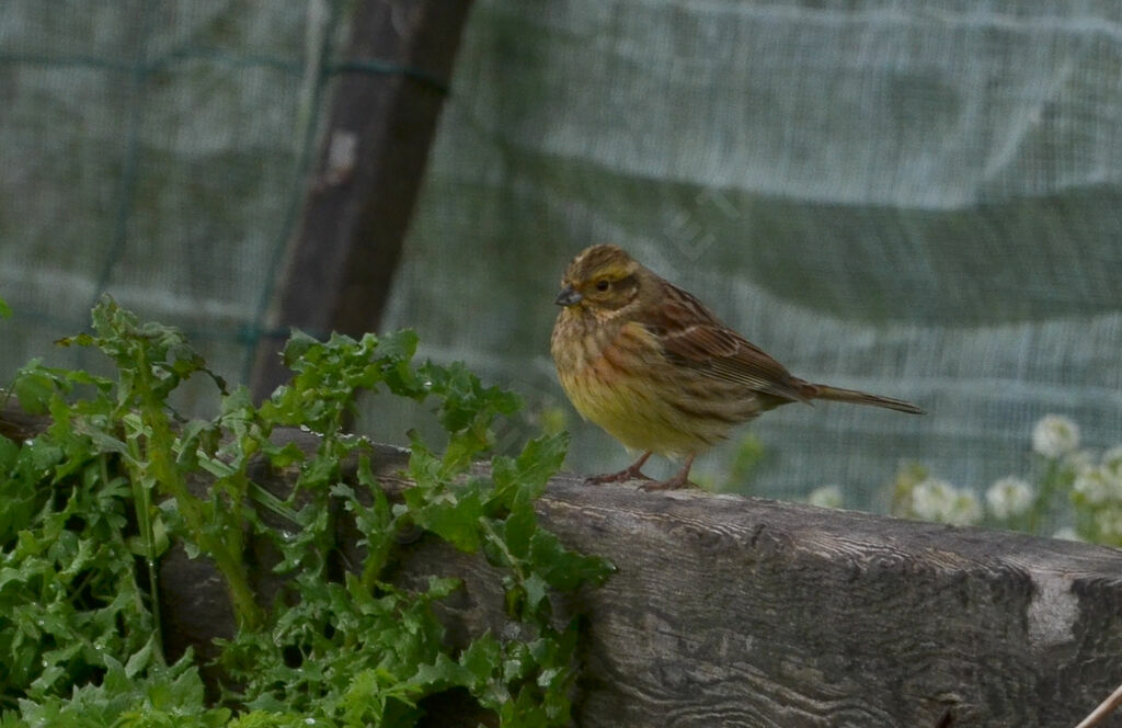 Cirl Bunting