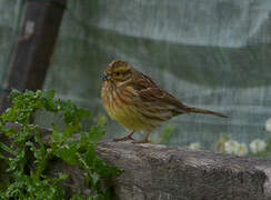 Cirl Bunting