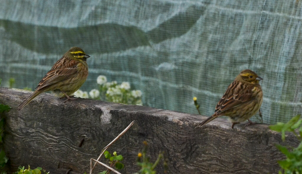 Cirl Bunting