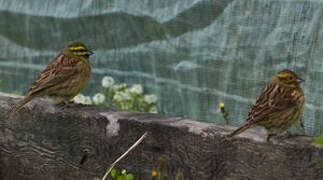 Cirl Bunting