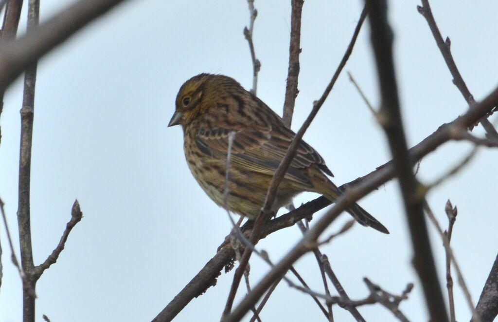 Cirl Bunting female adult