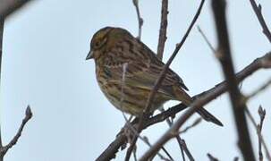 Cirl Bunting