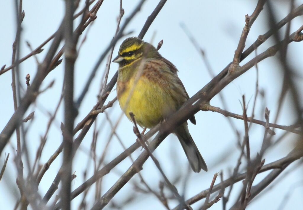 Cirl Bunting male adult, identification