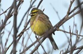 Cirl Bunting