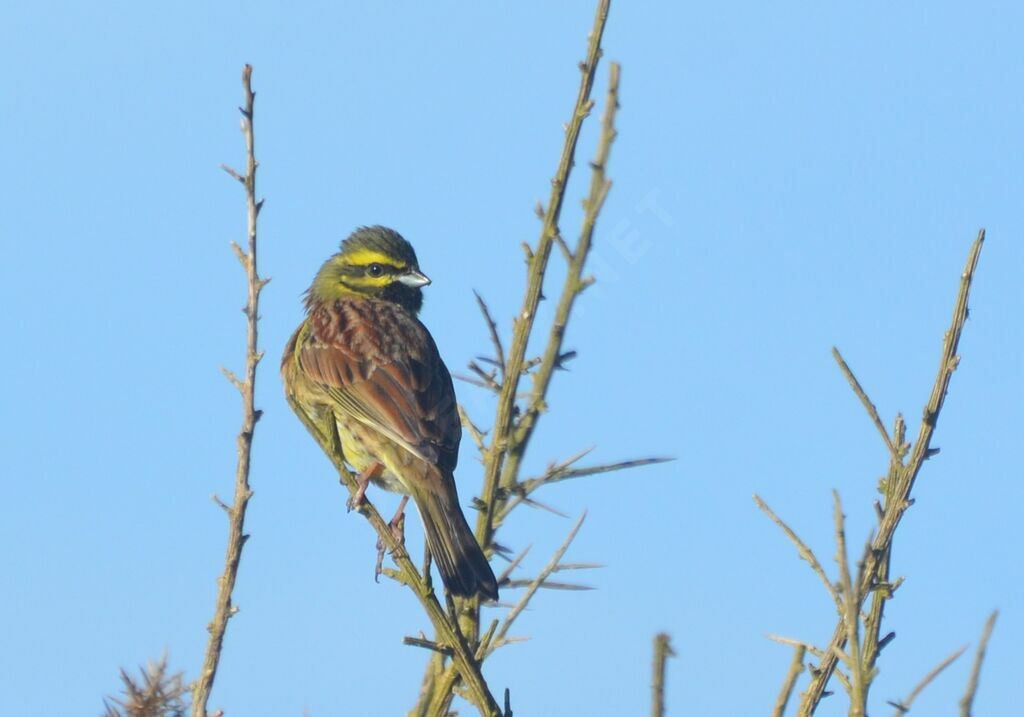 Cirl Bunting male adult, identification