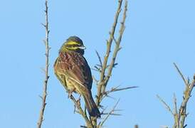 Cirl Bunting