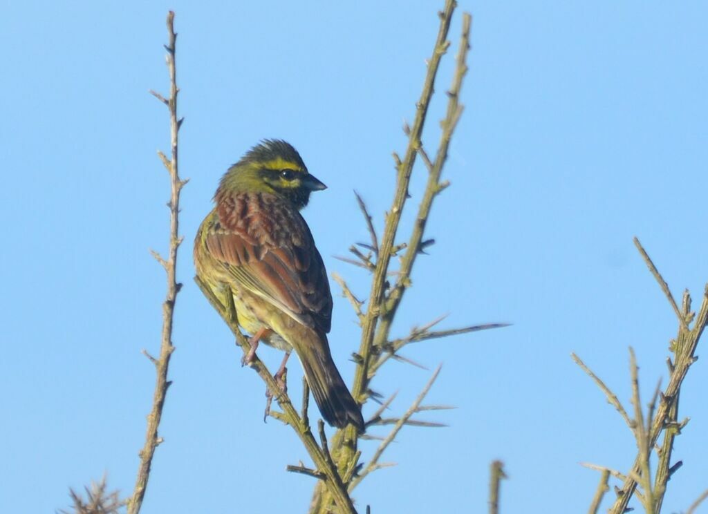 Cirl Bunting male adult