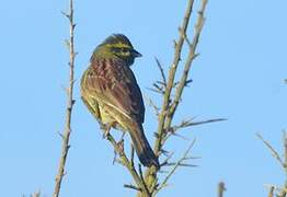 Cirl Bunting