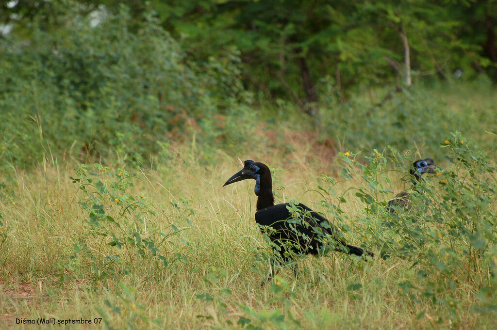 Abyssinian Ground Hornbill female