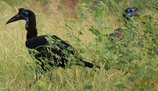 Abyssinian Ground Hornbill