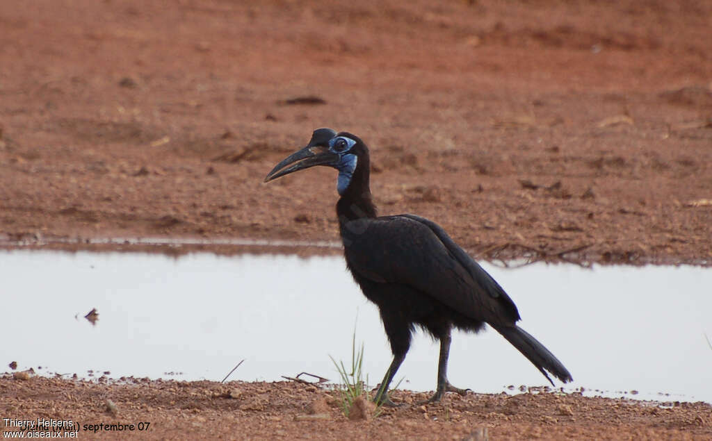 Abyssinian Ground Hornbill female adult, identification