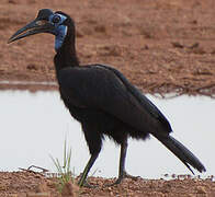 Abyssinian Ground Hornbill