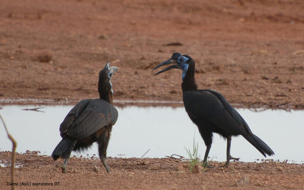 Abyssinian Ground Hornbill female