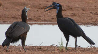 Abyssinian Ground Hornbill