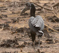 Abyssinian Ground Hornbill