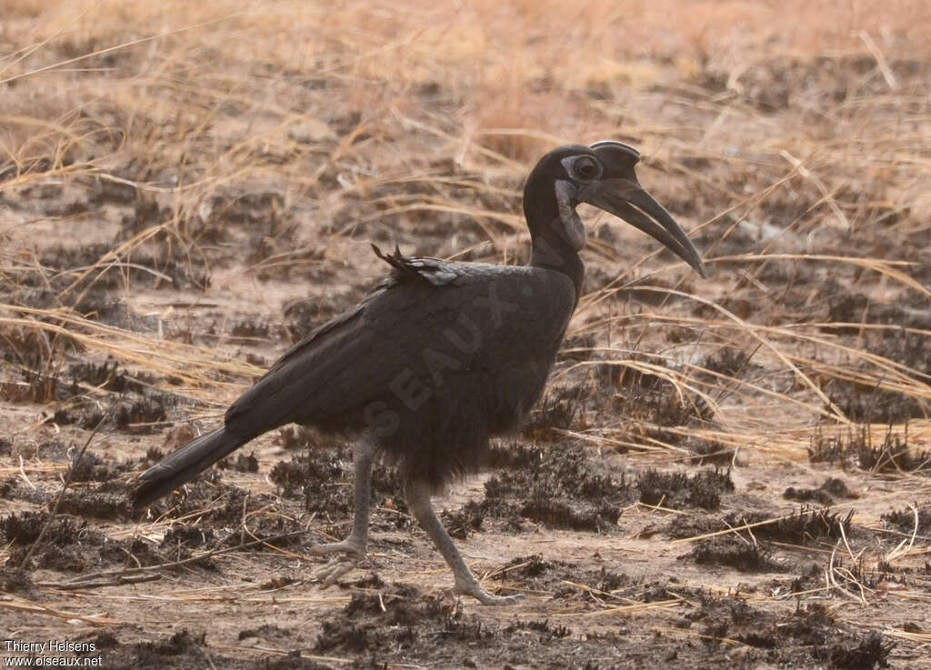 Bucorve d'Abyssinieimmature, identification