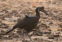 Abyssinian Ground Hornbill