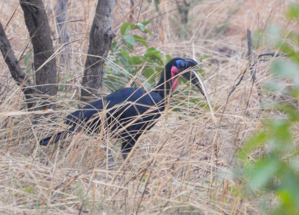 Abyssinian Ground Hornbill male adult, identification