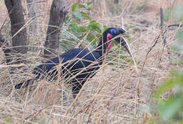 Abyssinian Ground Hornbill