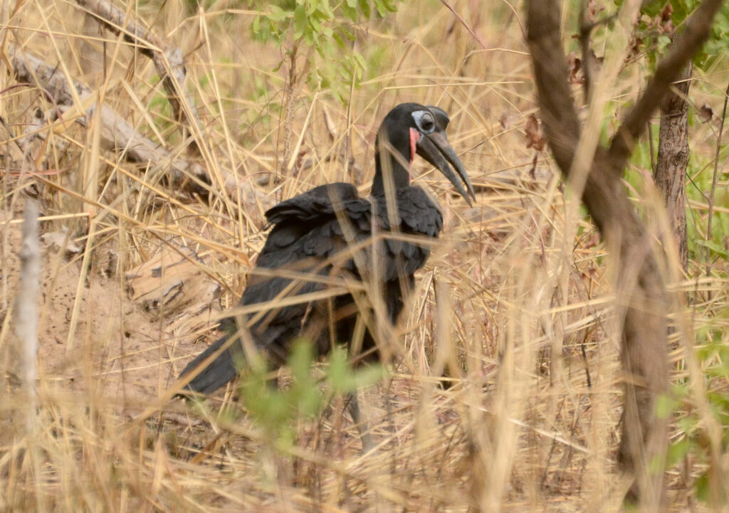 Abyssinian Ground Hornbill male adult, identification