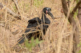 Abyssinian Ground Hornbill