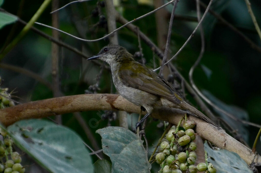 Slender-billed Greenbuladult, identification