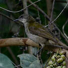 Bulbul à bec grêle