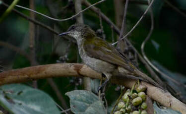 Bulbul à bec grêle