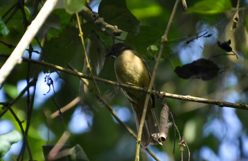 Slender-billed Greenbuladult