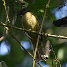 Bulbul à bec grêle