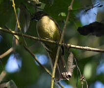 Bulbul à bec grêle