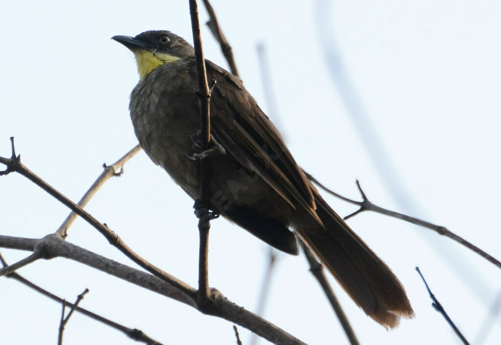 Bulbul à gorge claireadulte