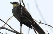 Bulbul à gorge claire