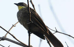 Yellow-throated Leaflove