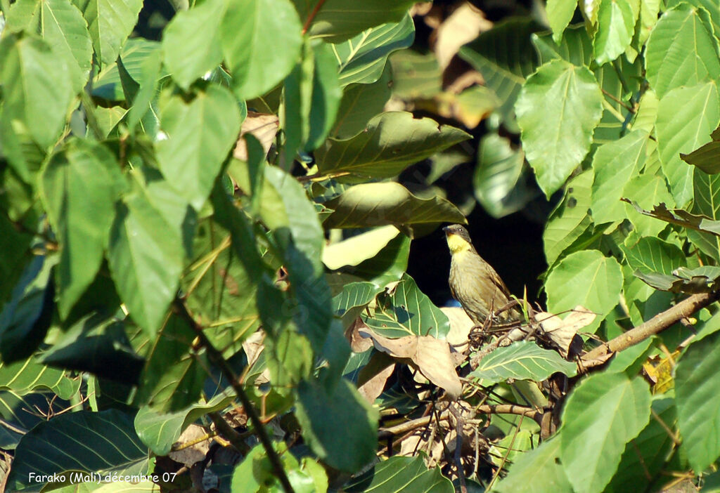 Bulbul à gorge claire